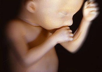 ► Что смотрят на УЗИ в 20 недель беременности? Представляем показатели норм ультразвукового исследования плода на 20 неделе беременности!