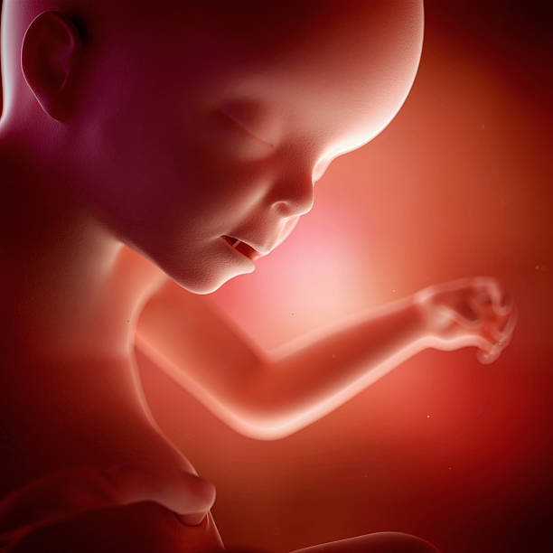 ► Что происходит на 23 неделе беременности с мамой и малышом? Представляем развитие плода, ощущения беременной в 23 недели от зачатия!