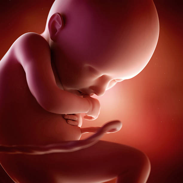 ► Что происходит на 36 неделе беременности с малышом и мамой? Представляем ощущения беременной в 36 недель от зачатия, рост, вес плода, кто родит раньше ПДР!