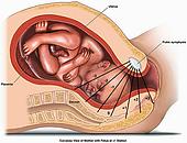 ► Хотите узнать, как происходит начало родов у женщины? Представляем 3 признака начала родовой деятельности!