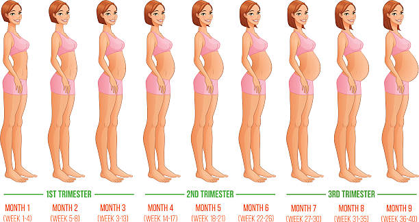 ► Что происходит с 1 по 10 месяц беременности