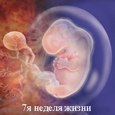 ► Развитие беременности по месяцам с 1 по 9