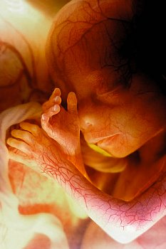 ► Как определить срок беременности по последним месячным, по УЗИ, в домашних условиях