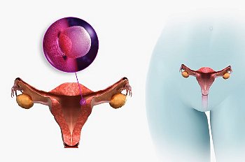 ► Как выглядит матка на ранних сроках беременности? Представляем форму и размер матки на ранних сроках, а также какая она на ощупь у беременных!