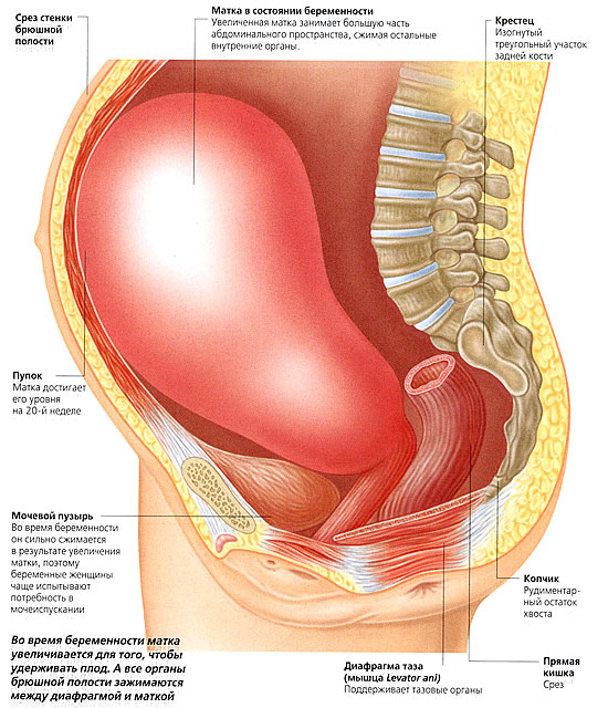 ► Как выглядит матка во время беременности
