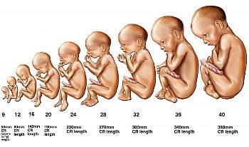 ► Какие недели беременности самые опасные в 1, 2, 3 триместрах?