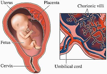 ► Чем опасно преждевременное старение плаценты в 32, 33, 34 недели беременности?