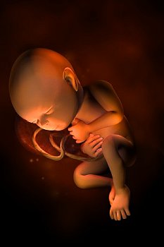 ► Что смотрят на УЗИ на 32 неделе беременности? Представляем нормы показателей развития ребенка на ультразвуковом исследовании в 32 недели беременности!