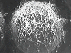 Сперматозоиды атакуют яйцеклетку, чтобы оплодотворить её