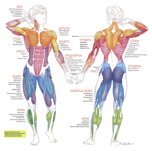 ► Анатомический атлас мышц человека