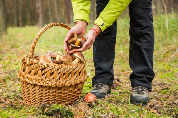 Собирать грибы и ягоды - вот чем можно заняться на пенсии