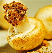 рецепты блюд из грибов