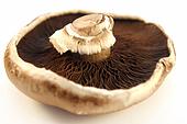 грибы рецепты, рецепты блюд из грибов