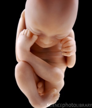 Развитие мозга ребенка во время беременности thumbnail